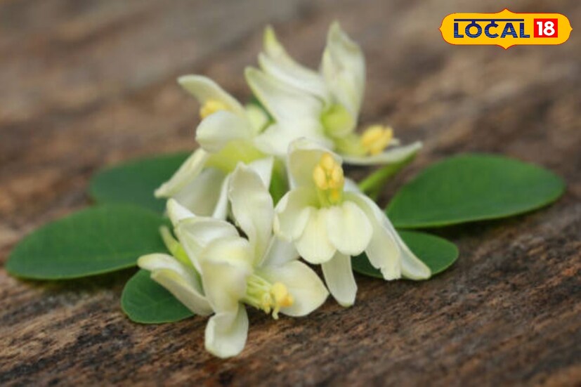 এতে আছে ব্যাক্টেরিয়ার সঙ্গে লড়ার বিশেষ ক্ষমতা।বিশেষ করে ঠান্ডা লেগে বুক-গলায় সংক্রমণ হলে সজনে ফুল খেলে উপকার পাওয়া যায়।তা ছাড়া, নানা ধরনের পুষ্টিগুণেও ভরপুর সজনে ফুল।বিশেষজ্ঞরা জানাচ্ছেন এতে আছে ভিটামিন এ, বি ১, বি২, বি৩ এবং সি রয়েছে।আছে ক্যালশিয়াম, আয়রন, ফসফরাস, ম্যাগনেশিয়ামও।পাশাপাশি, শরীরে প্রোটিনের জোগান দেয় এই ফুল।