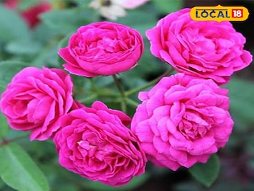 বোতাম