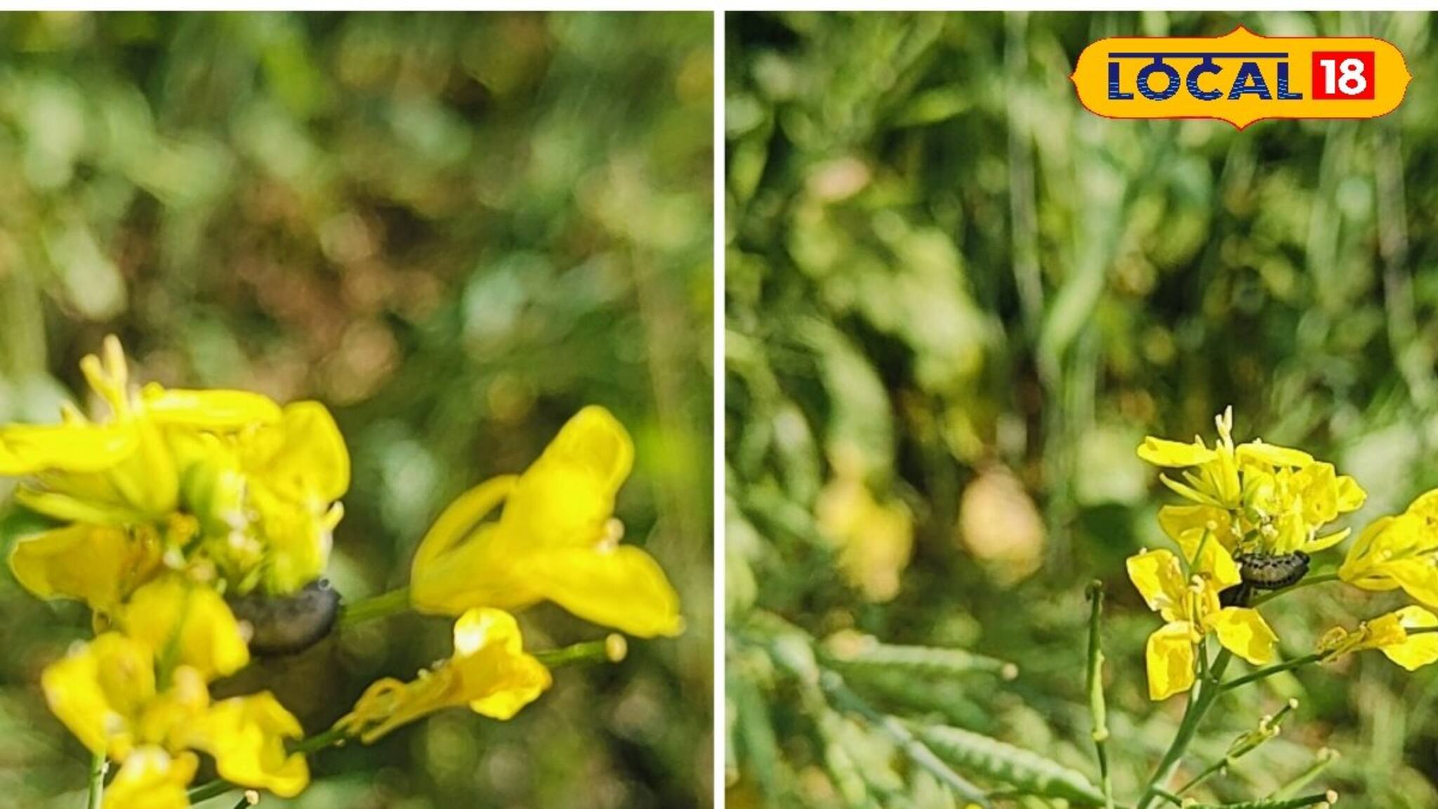 New Business Idea: বিকল্প চাষে দিশা দেখাচ্ছেন সিরকাবাদের চাষিরা, কী বলছেন তাঁরা!