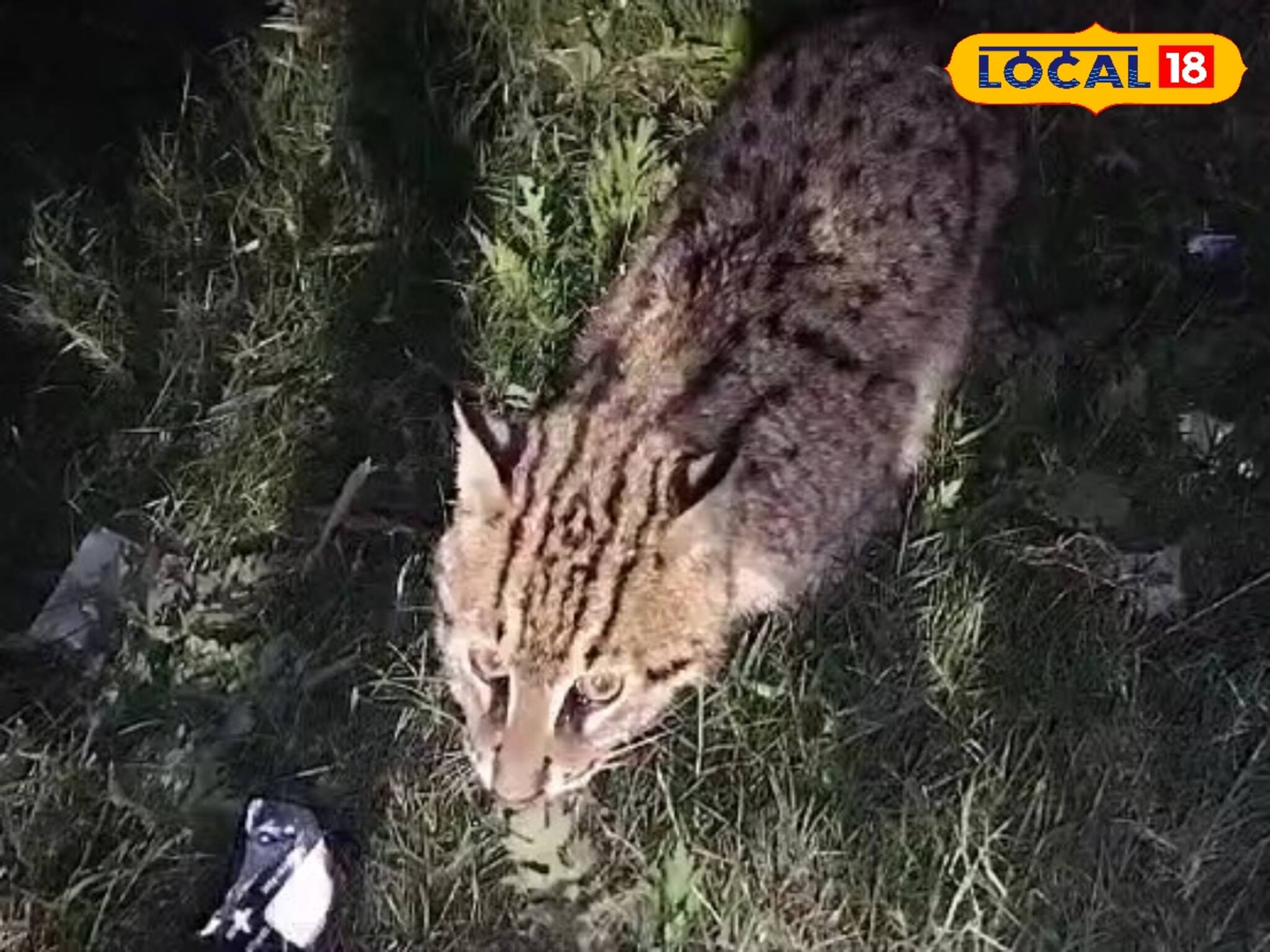 নেই বাসস্থান! হাওড়ায় বারবার লোকালয় থেকে উদ্ধার বিলুপ্তপ্রায় মেছো বিড়াল