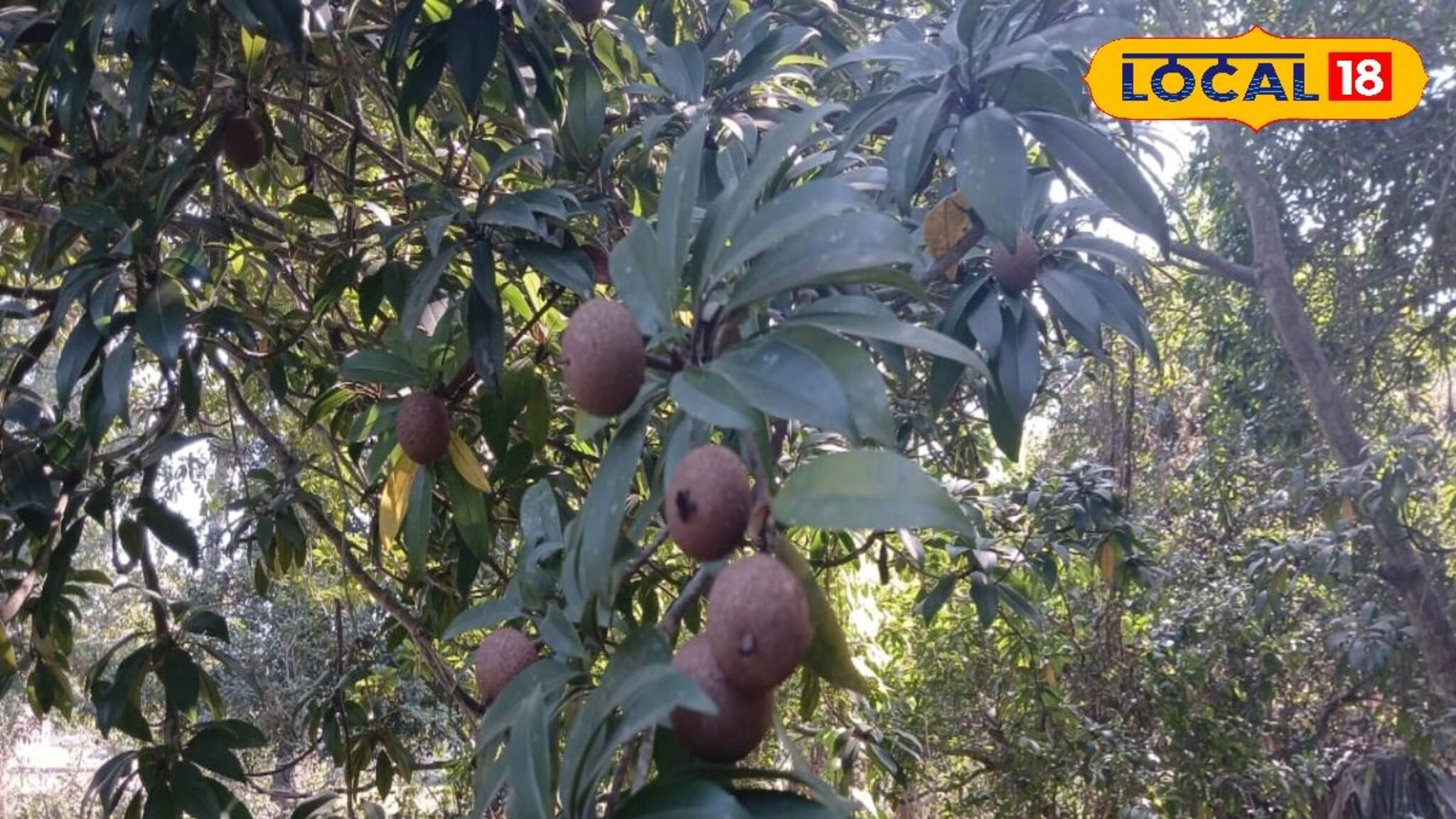 New Business Opportunity: বিশেষ প্রজাতির সবেদা চাষেই লক্ষ্মীলাভ! বিকল্প চাষে ঝুঁকছেন কৃষকরা