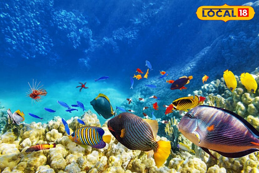 মাছকে সাধারণত হিংস্র প্রাণী হিসেবে ধরা হয় না। কিন্তু পৃথিবীতে এমন কিছু মাছ রয়েছে, যাদের আক্রমণে প্রাণ হারাতে পারেন একজন পূর্ণ বয়স্ক মানুষ।