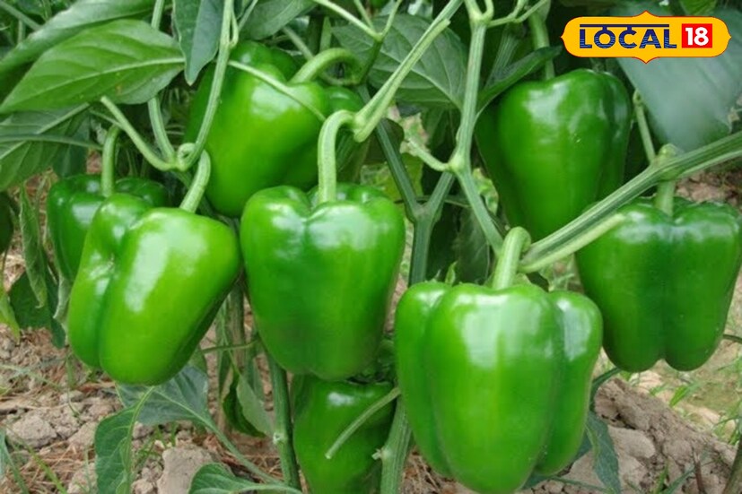 বসন্তকালে ক্যাপসিকাম খাদ্যতালিকায় অবশ্যই যোগ করা উচিৎ।অ্যান্টিঅক্সিডেন্ট এবং ভিটামিন সি সমৃদ্ধ এই সবজি রোগ প্রতিরোধ ক্ষমতা বাড়াতে পরিচিত। এটি রক্তে গ্লুকোজের মাত্রা নিয়ন্ত্রণে রাখতে উপকারী।