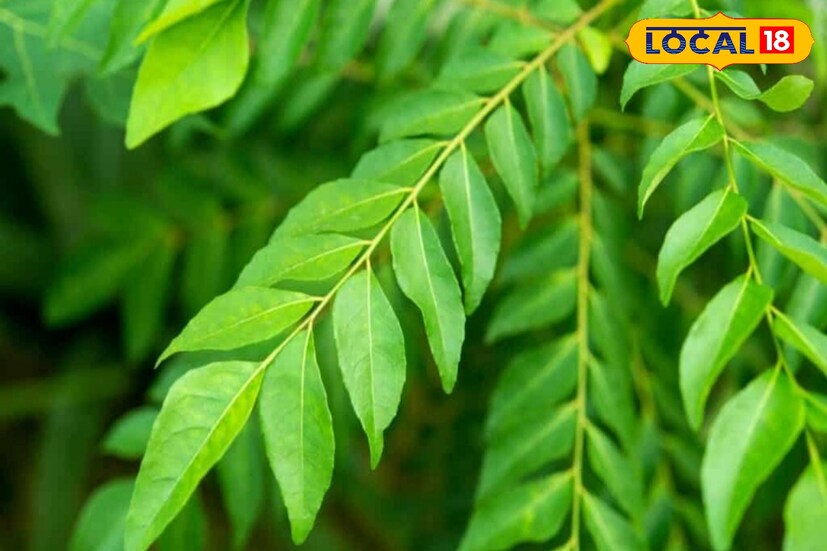 বাড়ির ছাদ বাগানে আপনি লাগাতে পারেন কারি পাতার গাছ।এই গাছ এর পাতার রয়েছে বহু গুণ।এমনটাই জানাচ্ছেন ডক্টর আশীষ রায়।কারি পাতার বহু ওষুধি গুন রয়েছে।এই পাতা খালি পেটে খেলে ডায়াবেটিস নিয়ন্ত্রণে থাকে। চুল পড়ার সমস্যা থাকলে এই পাতা সমস্যা রোধ করতে সহায়ক।