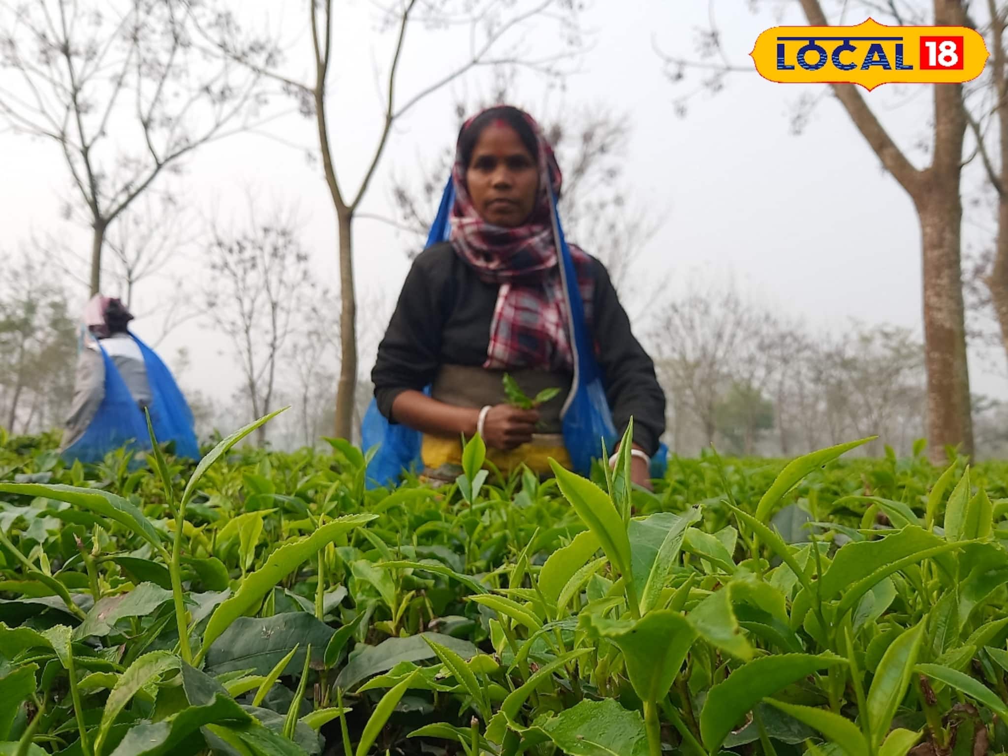 উঠছে মরশুমের প্রথম চা, তাও বাগান জুড়ে এখন শুধু নিরাশা! হলটা কী