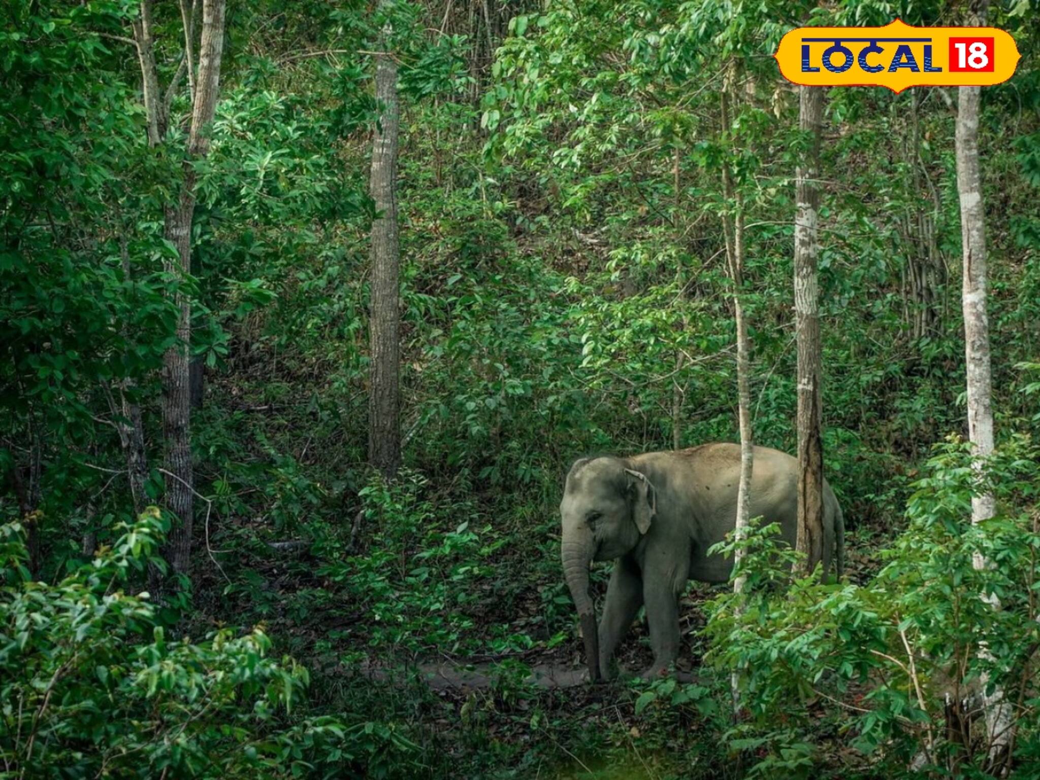 হাতির ভয়ে জঙ্গলে চলছে মাধ্যমিক পরীক্ষা! কী করল বন দফতর? 