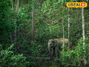 Bankura News: হাতির ভয়ে জঙ্গলে চলছে মাধ্যমিক পরীক্ষা! কী করল বন দফতর? Bankura News: হাতির ভয়ে জঙ্গলে চলছে মাধ্যমিক পরীক্ষা! কী করল বন দফতর?