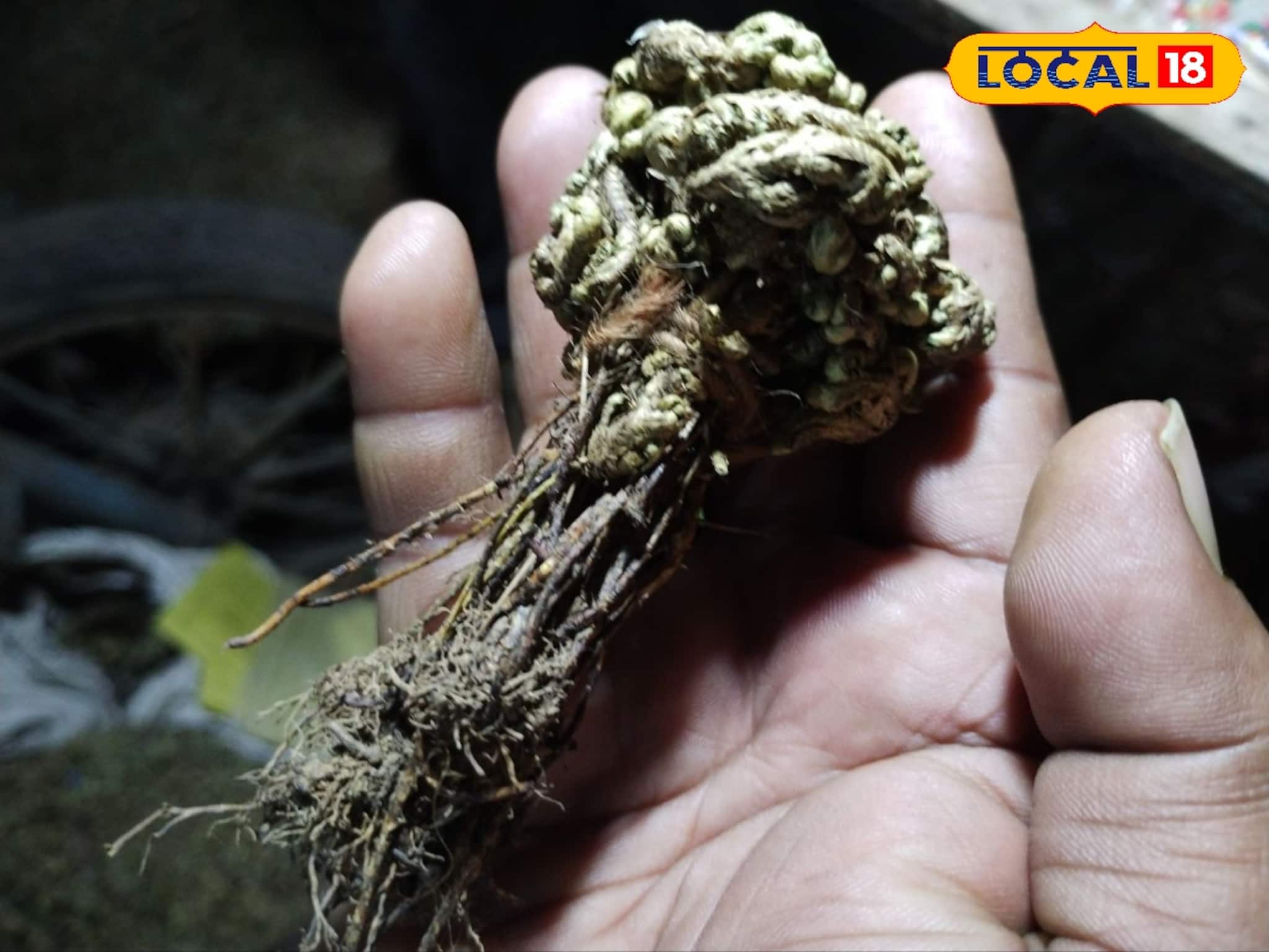 শুকিয়ে যাওয়া শ্যাওলার মতো দেখতে, ঘেন্না করবেন না, সঞ্জীবনী এই গাছে পালাবে নানা সমস্যা