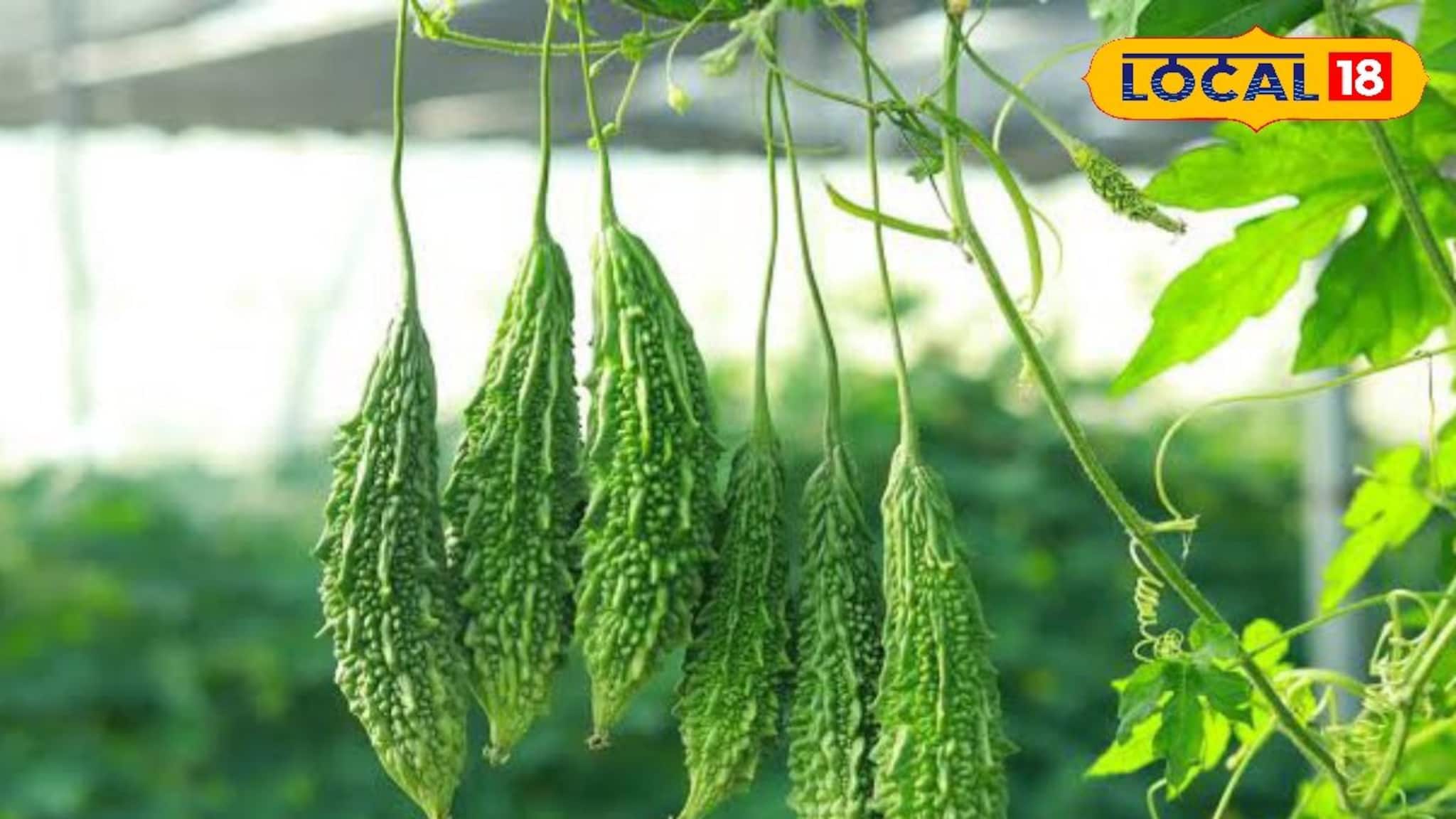 New Business Idea: আগাম করলা চাষ করে ভাল টাকা উপার্জন করুন, সুপারহিট ফর্মুলায় আয় বাড়বে