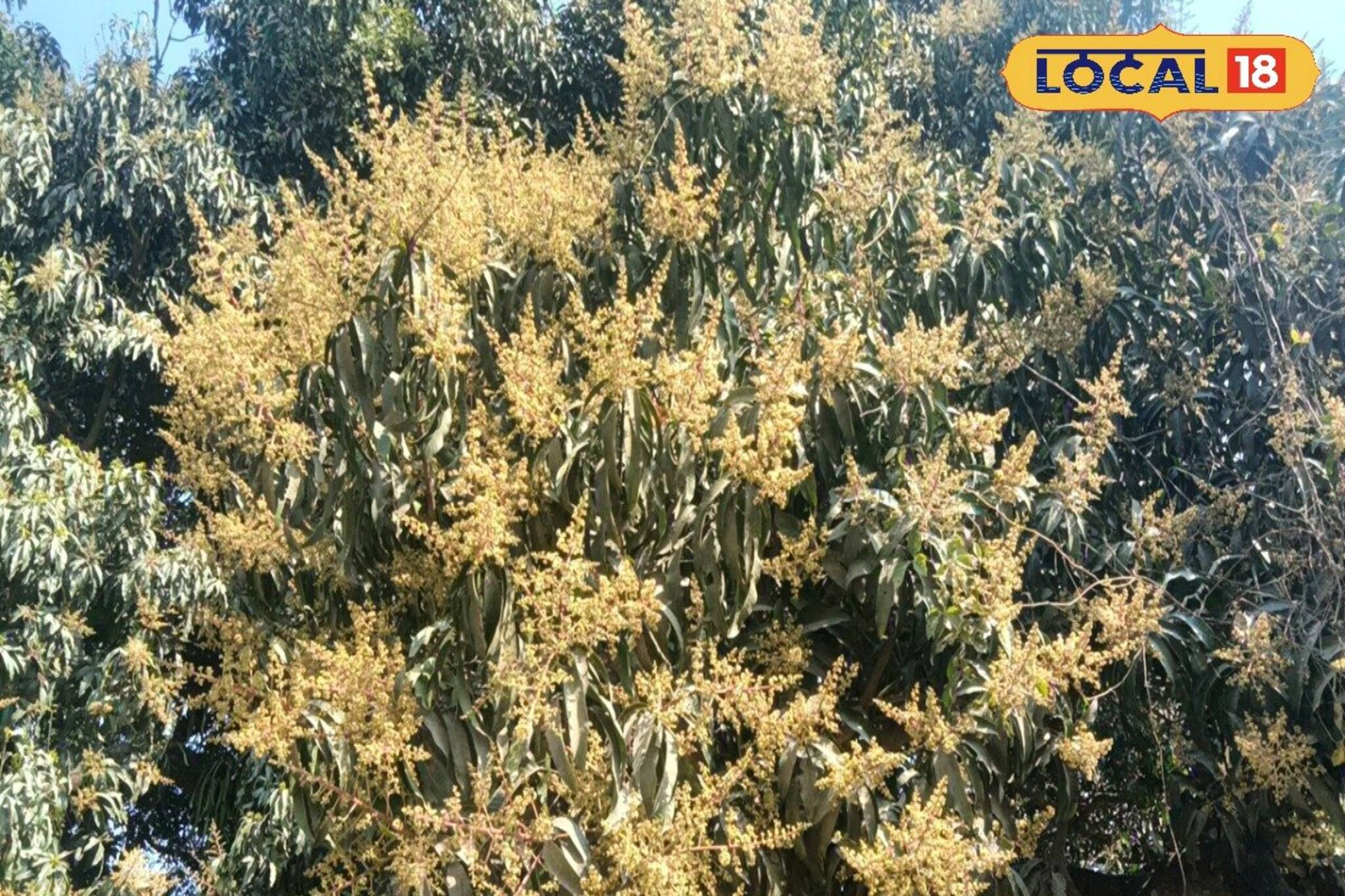 গতবছর ছিল লস আর লস! তবে এইবছর...? মালদহের আম নিয়ে এখন মিলল সুখবর