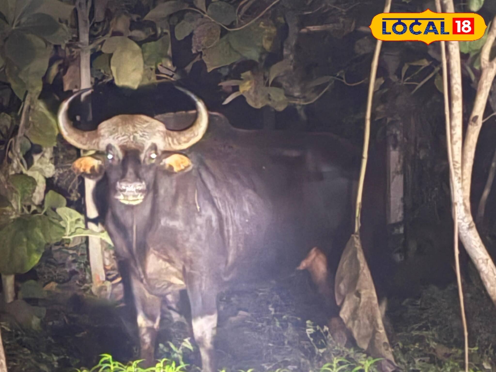 কখন কি যে হয়! বাইসন, হাতির দুমদাম হানায় ঘুম উড়ছে মাদারিহাটের বাসিন্দাদের