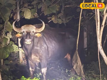 বাইসন বাইসন