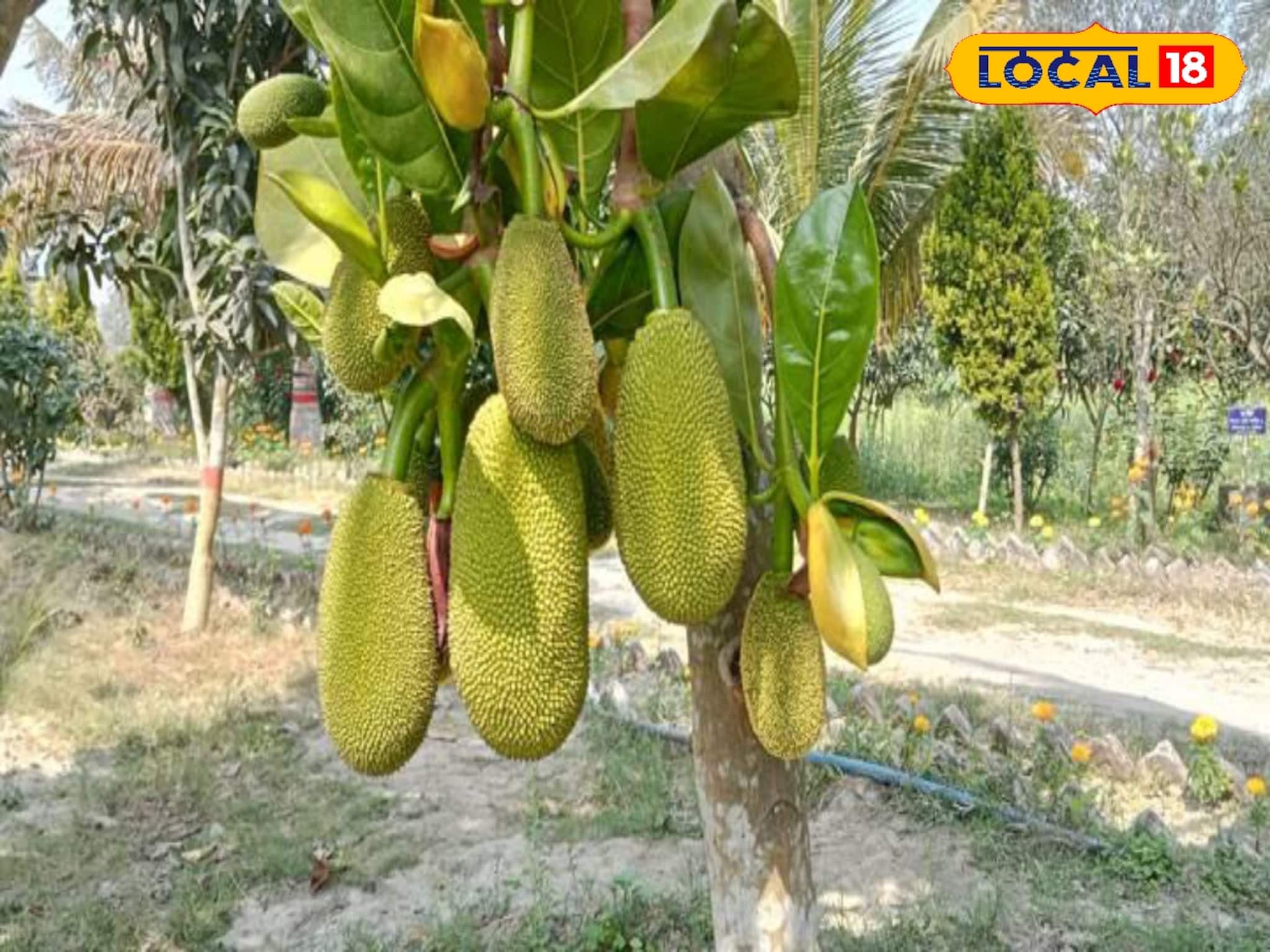 আঠা বিহীন পিঙ্ক কাঁঠাল চাষ করে এবার বাজিমাত কৃষকের