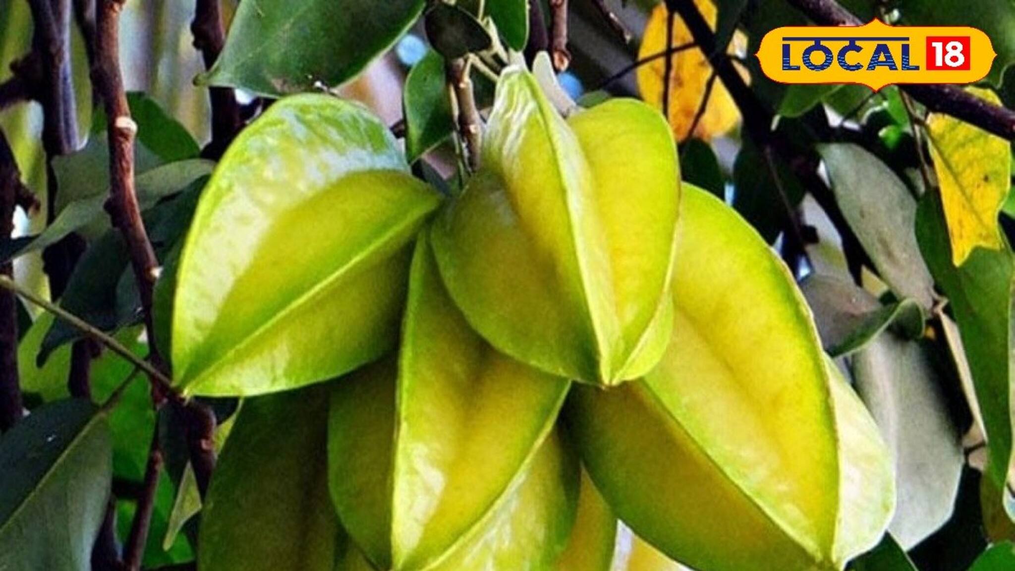 সহজ পদ্ধতিতে ছাদ বাগানে চাষ করুন থাই প্রজাতির কামরাঙা! জানুন চাষের পদ্ধতি