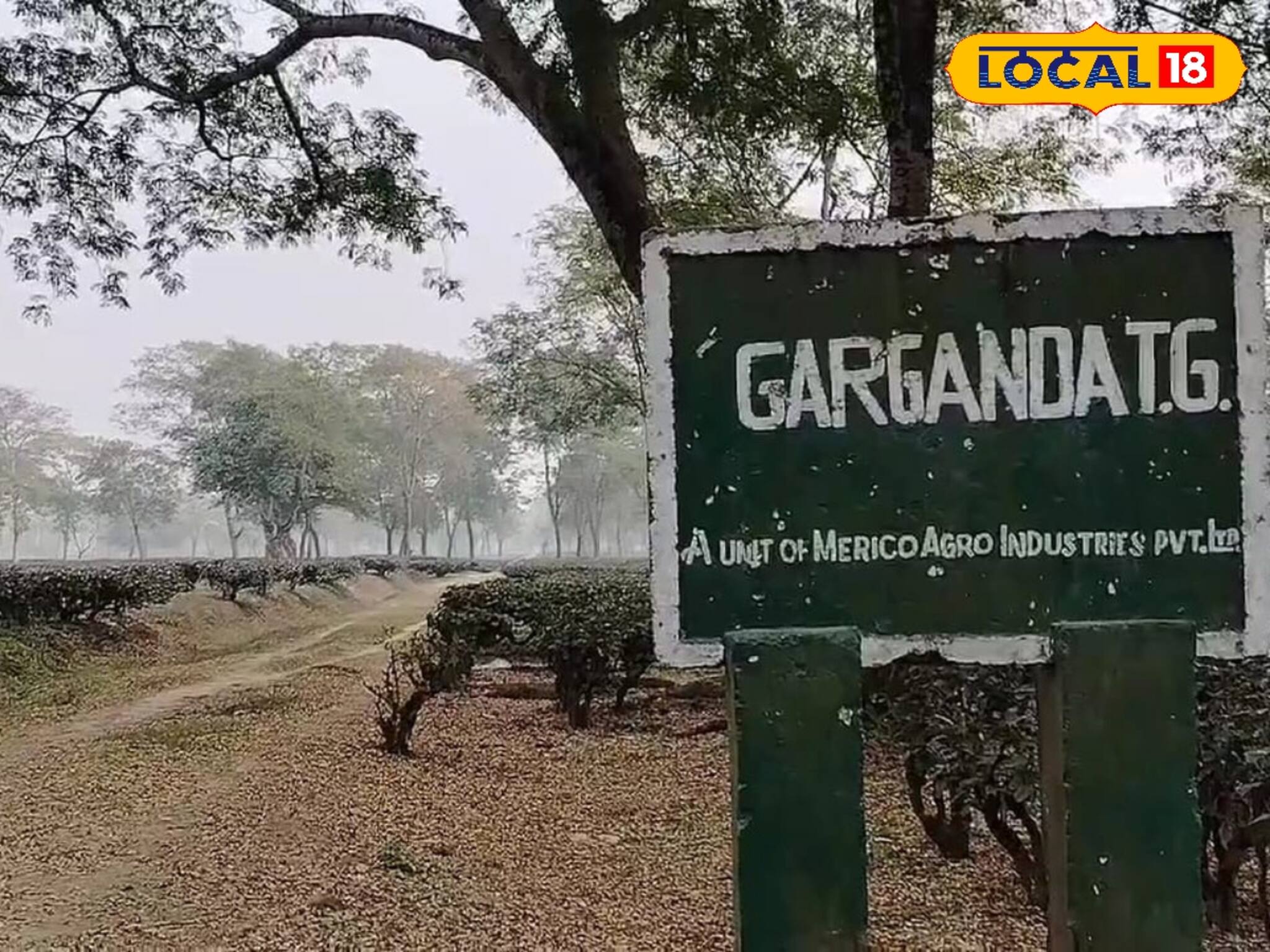 কাজে মন নেই চা শ্রমিকদের! কেন জানলে আপনিও ধিক্কার জানাবেন