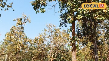 বেলপাহাড়ির