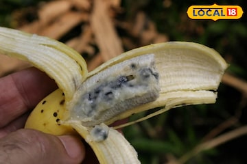 পাকা কলা নয়, খান বীজ কলা! ওজন কমবে, পেটের সমস্যা থেকে শুরু করে বহু জটিল রোগ পালাবে