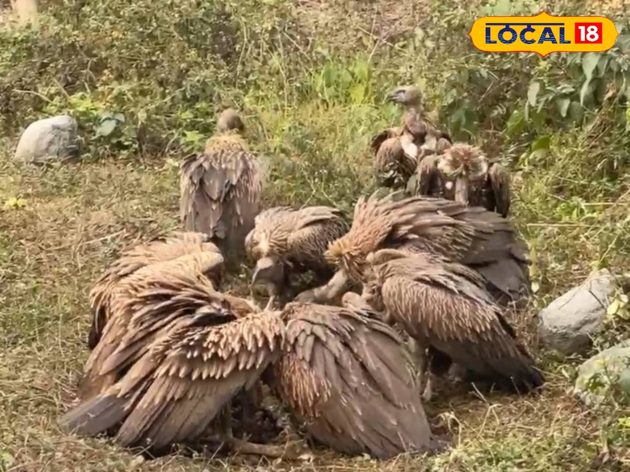 বহুদিন বাদে ডুয়ার্সে ঝাঁকে ঝাঁকে 'হিমালয়ান ভালচার', খুশি পরিবেশপ্রেমীরা