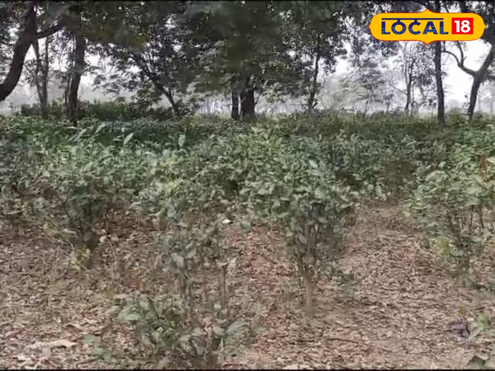 বেসরকারিকরণের ঠেলা! ৮ মাস ধরে ভুগতে হচ্ছে মহুয়া চা বাগানের শ্রমিকদের