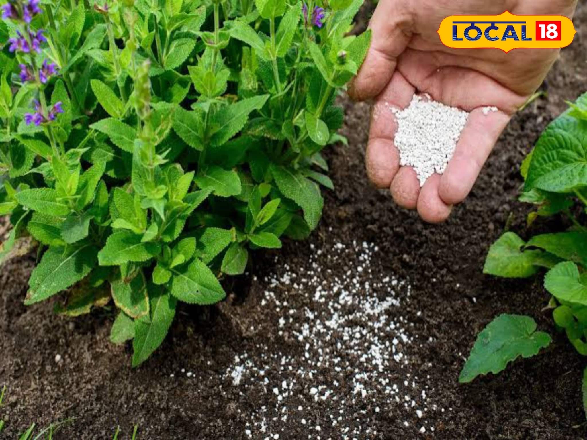 কীভাবে চিনবেন 'ভেজাল' রাসায়নিক সার...? বুঝে নিন এই 'সহজ' নিয়ম, নইলে ঠকবেন!