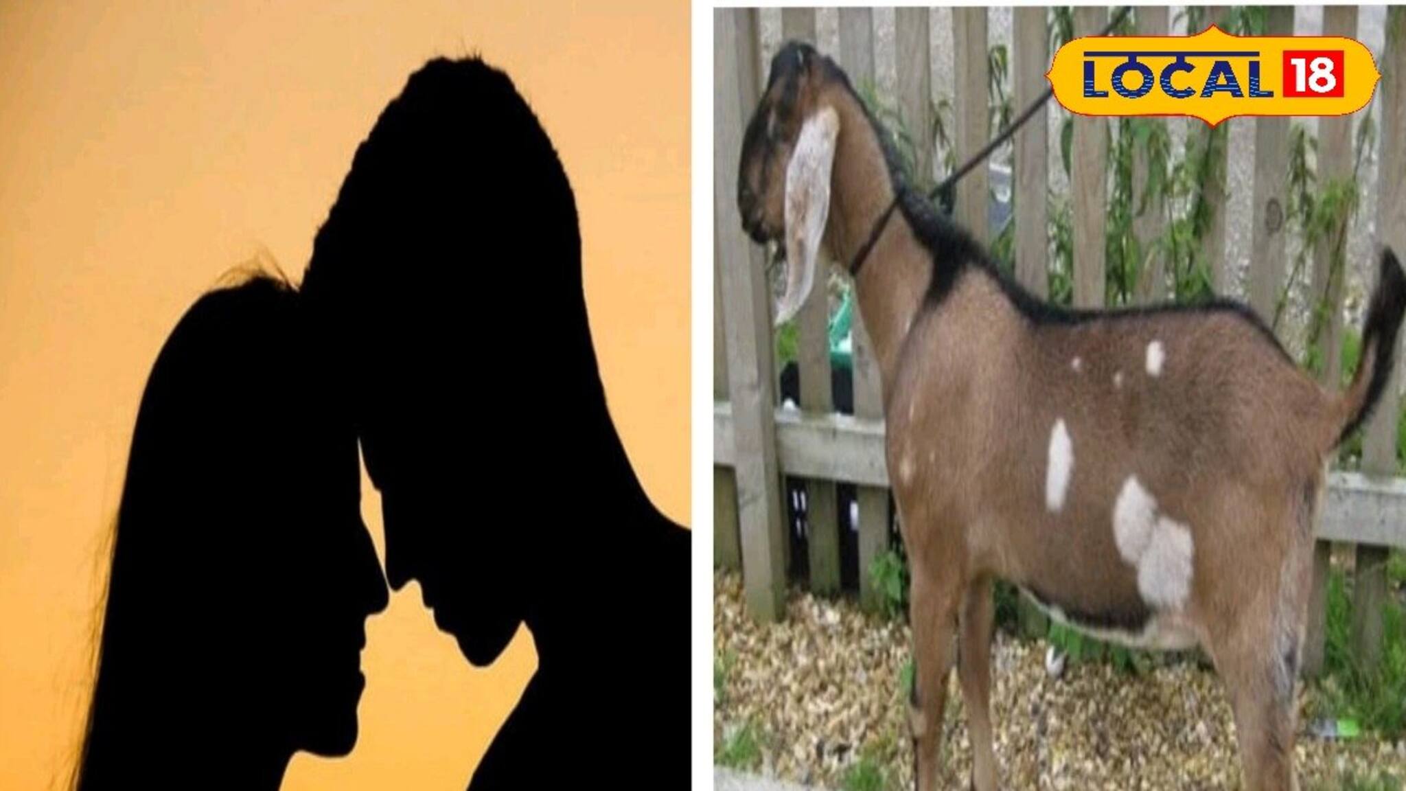 প্রেম করতে এসে একী হাল প্রেমিকের! শেষে কিনা ছাগল চুরি? এমন প্রেম-কাহিনি শুনলে অবাক হবেন