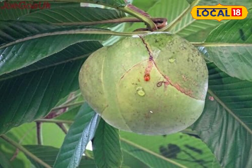 পেটের সমস্যা বদহজম অ্যাসিডিটি পাকস্থলীর সমস্যা ও পেটের বিভিন্ন সমস্যায় উপকারী ভূমিকা পালন করে চালতা। ডাক্তারি মতে ভিটামিন সি সমৃদ্ধ একটি ফল। ইমিউনিটি শক্তি বাড়াতে সক্ষম এই ফল। পেট ভাল রাখে এবং বয়সের ছাপ দূর করে। 