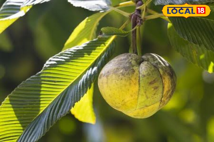 সারা বছরে একটা দিন এই ফলের খোঁজ পড়ে। অন্য সময় বাজারে দেখলেও পাশ কাটিয়ে চলে যান। কিন্তু এই জিনিসের উপকারী গুণ জানলে অবাক হবেন! অসম্ভব উপকারী গুণে ভরা চালতা। কফ নাশক এবং দৃষ্টিশক্তিতে দারুণ কার্যকরী। 