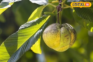 অবহেলিত এই ফলের উপকার জানেন? বহু জটিল রোগের যম! একবার খেলেই কাজ দেয় অবহেলিত এই ফলের উপকার জানেন? বহু জটিল রোগের যম! একবার খেলেই কাজ দেয়