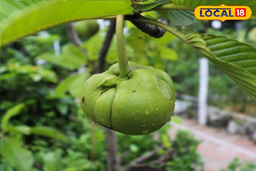অ্যান্টিঅক্সিডেন্ট সমৃদ্ধ চালতা ফল। রোগ প্রতিরোধে গুরুত্বপূর্ণ ভূমিকা পালন করে। চালতায় রয়েছে প্রচুর পরিমাণে আঁশ ফলে বদহজম এবং কোষ্ঠকাঠিন্যের সমস্যা দূর করে।
