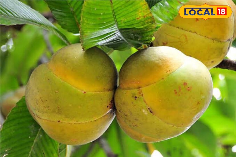 চালতা আগেকার দিনে মা-ঠাকুমারা আচার চাটনি বা ডাল রান্নায় দারুণভাবে ব্যবহার হত। বর্তমান সময়ে শুধুমাত্র অরন্ধন বা রান্না পুজোতে এর প্রয়োজন হয়। শক্ত খোসা খাবার হিসেবে ব্যবহৃত হয়। গাছ থেকে পেড়ে রাখার বহুদিন পর্যন্ত খাবার উপযোগী থাকে। বর্ষার শুরু থেকে একটানা ৬-৮ মাস এই ফল পাওয়া যায়।