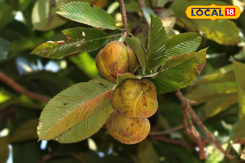 এ প্রসঙ্গে চিকিৎসক সৌরেন্দু শেখর বিশ্বাস জানান, চালতা স্নিগ্ধ কারক, কফ নাশক, শ্লেষ্মা নাশক।