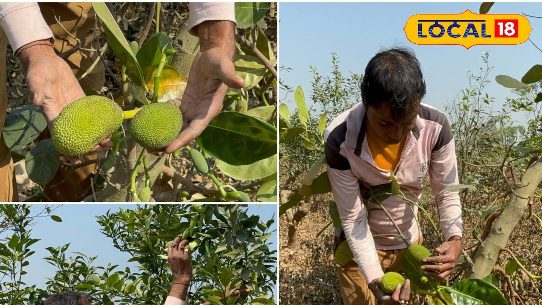 Business News: থাই কাঁঠাল এবং ভিয়েতনামী মাল্টা চাষ করছেন বর্ধমানের গৌতম ঘোষ