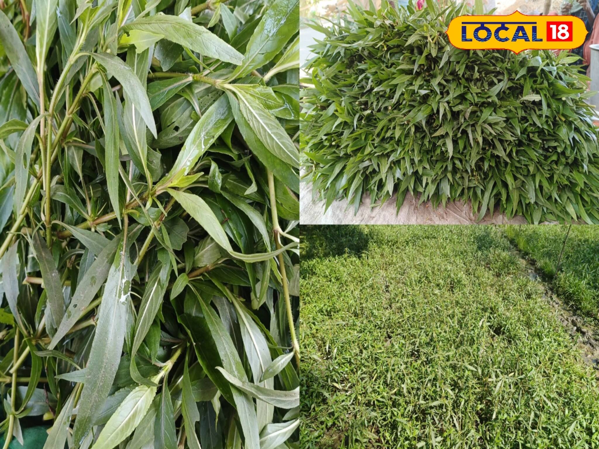 Kulekhara: কুলেখাড়া পাতার রস শরীরের জন্য দারুণ ভাল! উপকার চমকে দেবে! চাষেও বিরাট লাভ