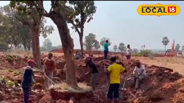 গাছেদের