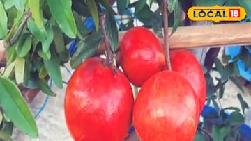 ভাগুয়া