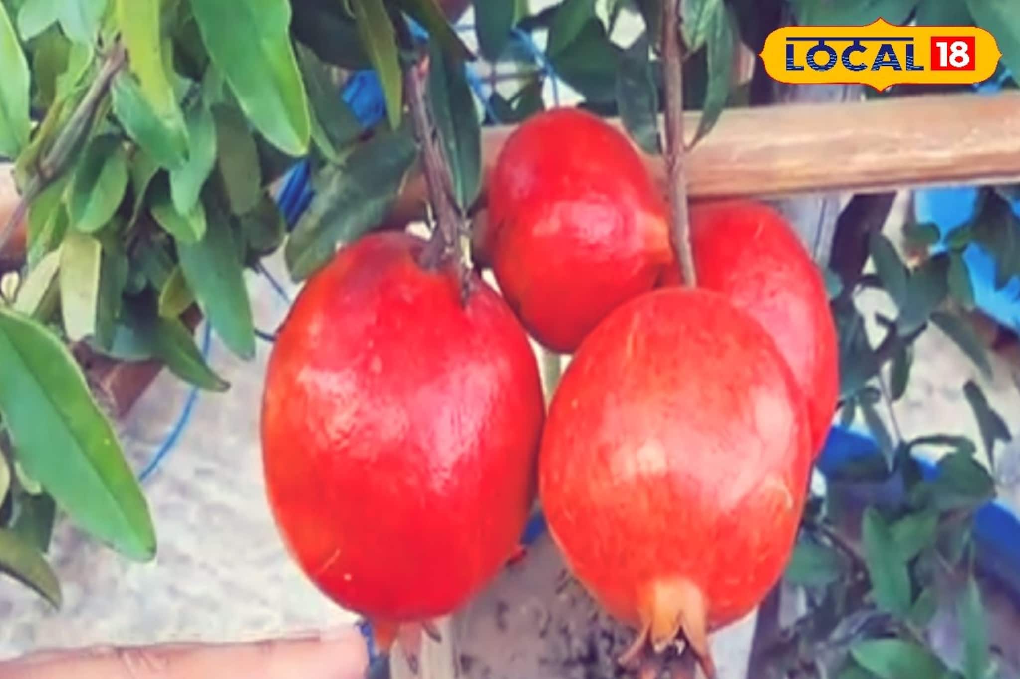 এই পদ্ধতি মেনে চললে, ফলে ঢেকে যাবে গাছ !