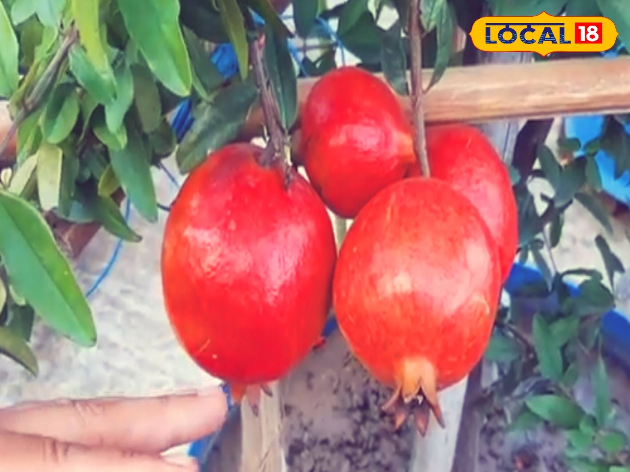 এই পদ্ধতি মেনে চললে, ফলে ঢেকে যাবে গাছ !