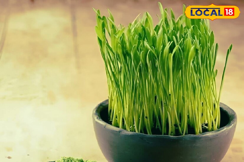 এটি ফ্রি র&#x200d;্যাডিকেলের বিরুদ্ধে লড়াই করে। ফলে শরীরের সংক্রমণ এবং রোগ প্রতিরোধ করার ক্ষমতা বেড়ে ওঠে অনেকটা। এতে সামগ্রিক সুস্থতা বজায় থাকে।