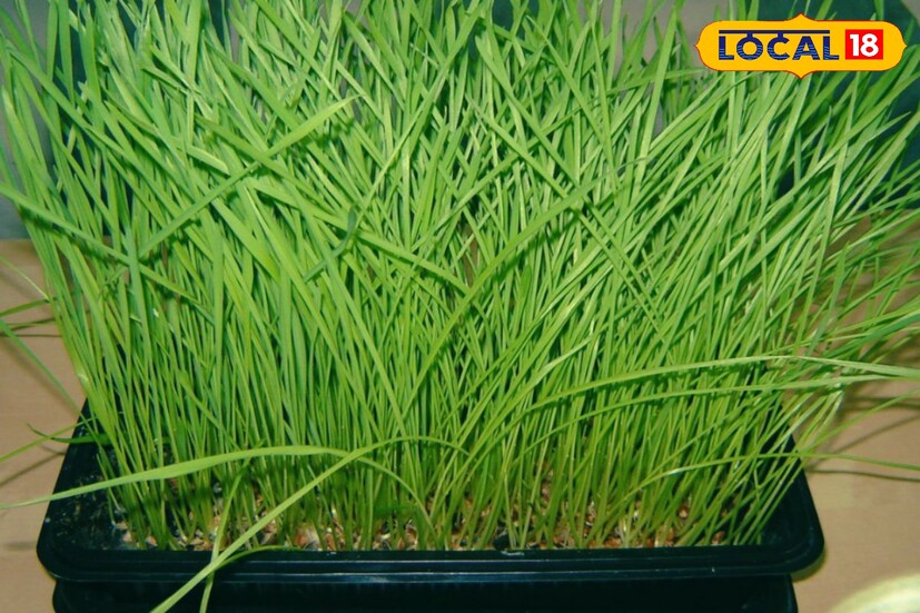গমের ঘাসের নিয়মিত ব্যবহার খারাপ কোলেস্টেরলের মাত্রা কমাতে পারে এবং ভাল কোলেস্টেরলের মাত্রা উন্নত করতে পারে। ফলে কোলেস্টেরল নিয়ন্ত্রণে থাকে।