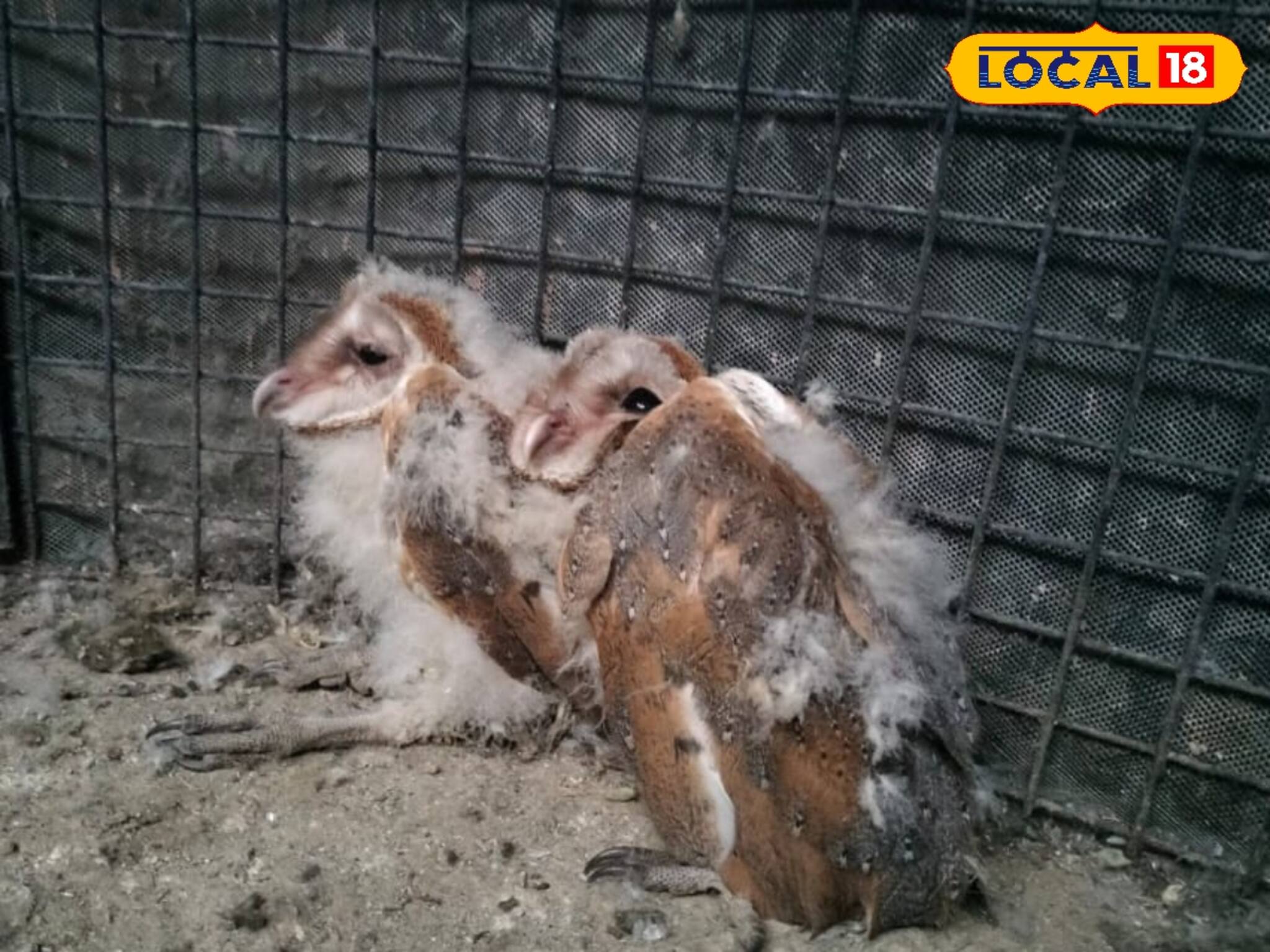 বাসা থেকে পড়ে মায়ের সঙ্গ ছাড়া হয় ৪ লক্ষ্মীপেঁচা ছানা, এরপর যা হল!