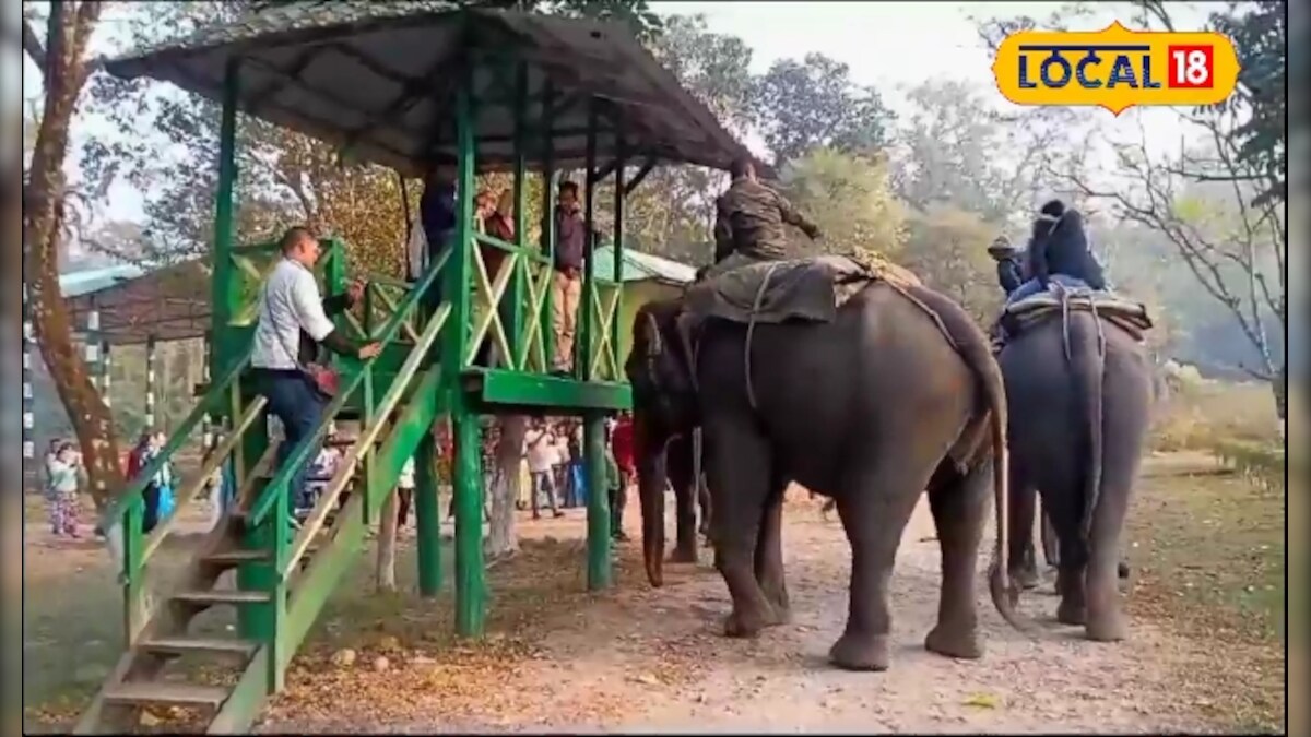 Travel: হাতিদের কাছ থেকে দেখতে চান, তাদের সঙ্গে রাত কাটাবেন? তাহলে যেতে হবে গরুমারার এই জায়গায়| Travel An elephant tourism hub is being developed in Dhupjhora