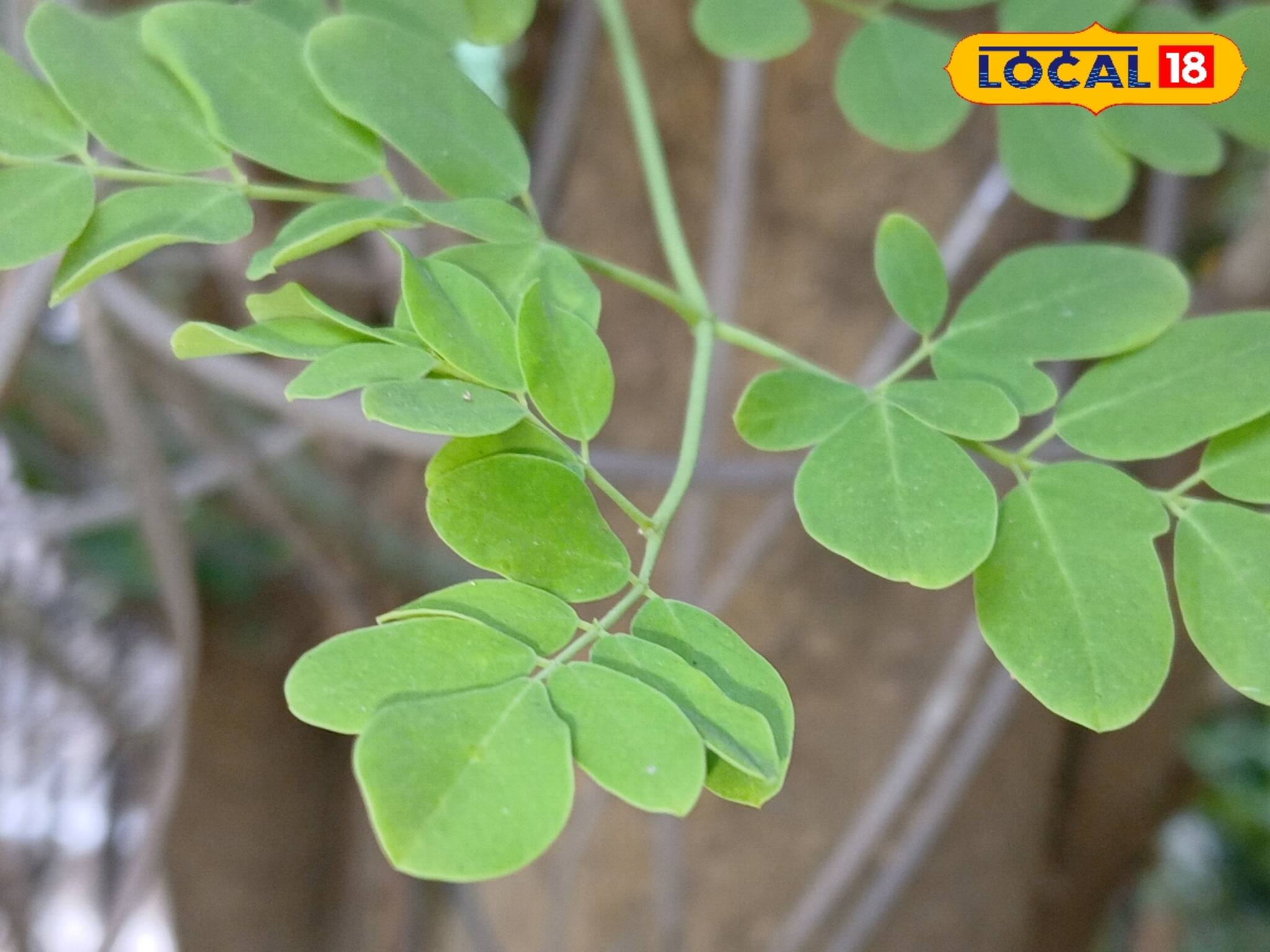 সব ভিটামিনের একটাই উৎস! রাস্তার পাশের অযত্নে বেড়ে ওঠা একটা পাতা খেলে ওষুধ কেনা বন্ধ হবে