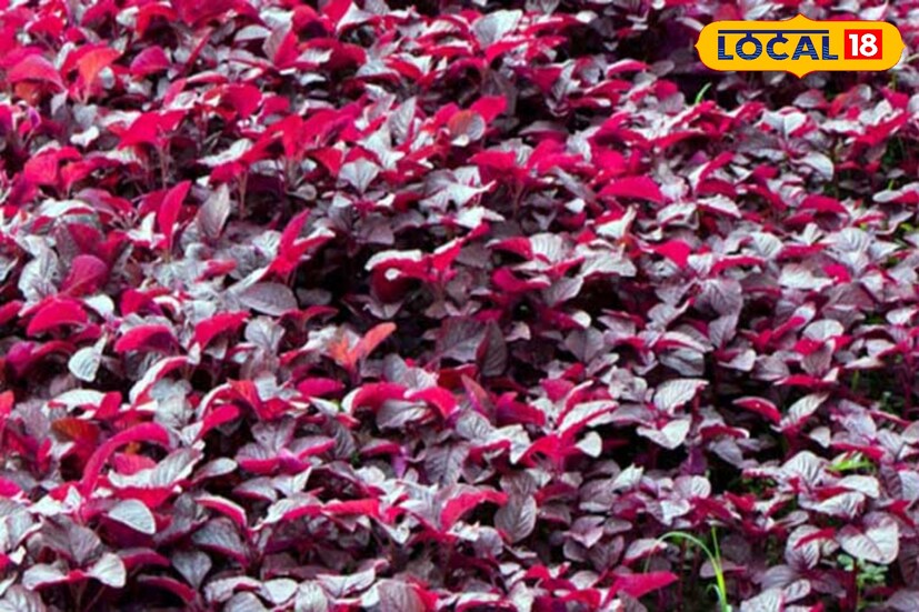 তবে হ্যাঁ, কোনও ভাল খাবারও অতিরিক্ত খাওয়া খারাপ শরীরের জন্য।তাই পরিমিত লাল শাক খান। নয় তো হজমের সমস্যা হতে পারে।যাঁদের হজমশক্তি কম, তাঁদের সন্ধ্যার পর লাল শাক খাওয়া এড়িয়ে চলা উচিত।