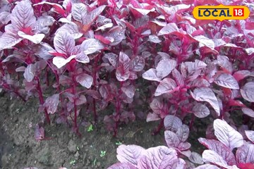 কোলেস্টেরল কমাতে অব্যর্থ! পেটের জমা ময়লা টেনে সাফ করবে, লাল শাক অমৃতের ভাণ্ডার! কোলেস্টেরল কমাতে অব্যর্থ! পেটের জমা ময়লা টেনে সাফ করবে, লাল শাক অমৃতের ভাণ্ডার!