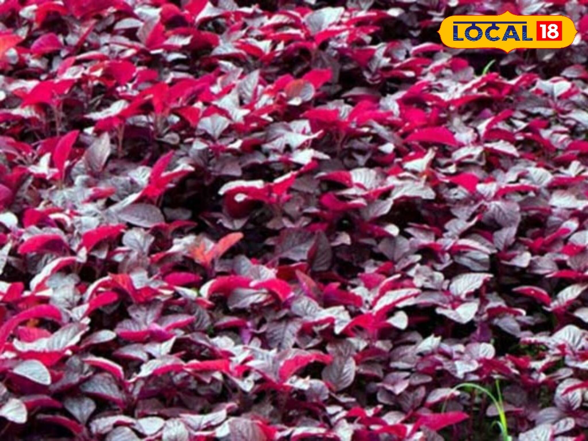 কোলেস্টেরল কমাতে অব্যর্থ! পেটের জমা ময়লা টেনে সাফ করবে, লাল শাক অমৃতের ভাণ্ডার!