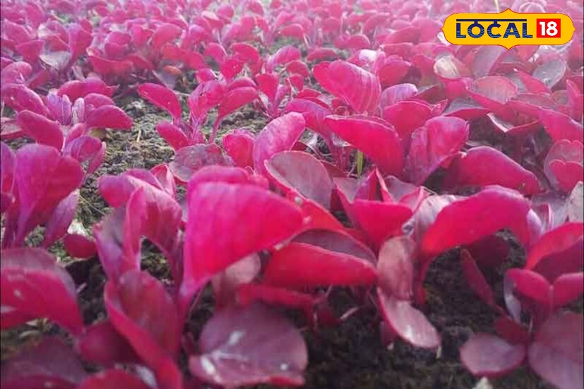 এই লাল শাকে রয়েছে প্রচুর পরিমাণে ভিটামিন সি যা রোগ প্রতিরোধ ক্ষমতা বাড়াতে সাহায্য করে।ভিটামিন-সি অ্যান্টিঅক্সিডেন্ট হিসেবে কাজ করে এবং ইমিউন কোষকে শক্তিশালী করে।এটি সরাসরি আমাদের ইমিউন সিস্টেমকে প্রভাবিত করে।তাই এই মরশুমে রোজ খেতে পারেন লাল শাক।