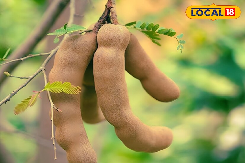 তেঁতুল খেলে শরীরের ভাল কোলেস্টেরল বৃদ্ধি পায়। অন্যদিকে, খারাপ কোলেস্টেরল কমে যায়। তেঁতুল শরীরের অতিরিক্ত চর্বি কাটাতেও দারুণ ভাবে সাহায্য করে থাকে।