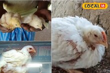 হাজার-হাজার মুরগির 'অজানা রোগ', মারা যাচ্ছে মুহূর্তে! বর্ধমানে মাথায় হাত ব্যবসায়ীদের!