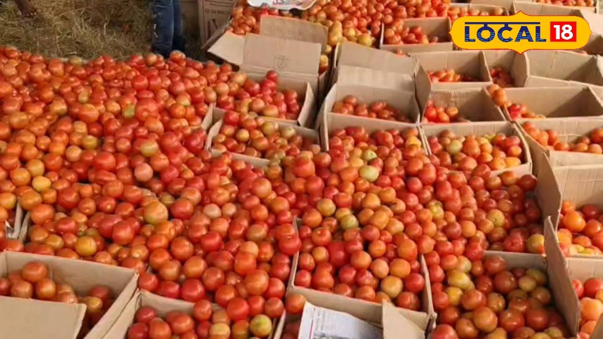 টমেটো ১, শসা ২ টাকা কিলো! মাথায় হাত চাষিদের, বাঁচার উপায় বাতলে দিলেন আধিকারিক