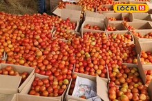 টমেটো ১, শসা ২ টাকা কিলো! মাথায় হাত চাষিদের, বাঁচার উপায় বাতলে দিলেন আধিকারিক